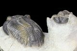 Excellent Hollardops & Cornuproetus Trilobite Association #75470-11
